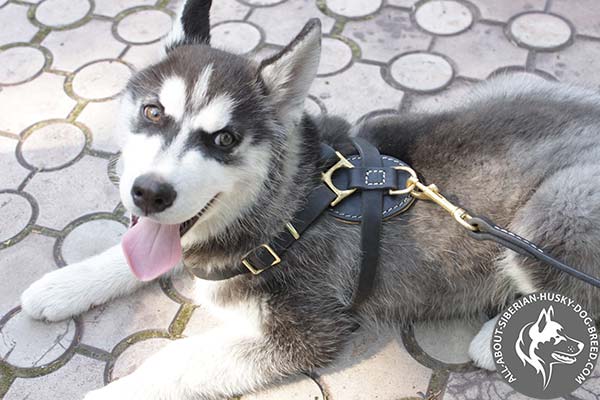 Padded Siberian Husky Harness for Best Dog Comfort