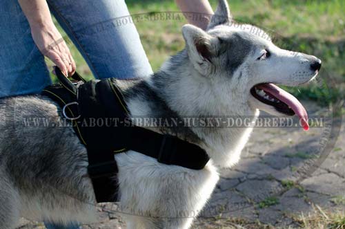 Comfortable nylon Siberian Husky harness