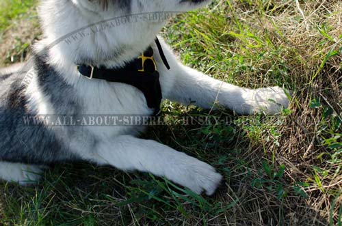 Comfortable Siberian Husky harness