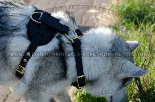 Exclusive luxury harness for Siberian Husky