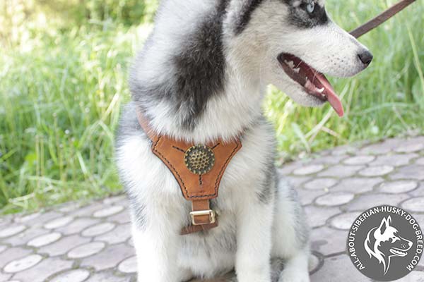 Brown Leather Siberian Husky Harness Adorned with Gorgeous Round Plate