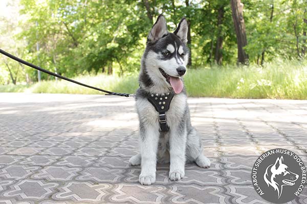 Ergonomic Design Siberian Husky Puppy Harness with Cones
