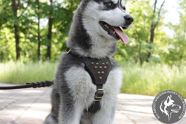 New Design Leather  Harness for Siberian Husky Puppies