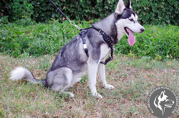 Easy-to-put on Leather Dog Harness with Quick Release Buckle