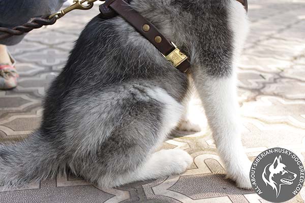 Leather Siberian Husky Puppy Harness with Quick Release Buckle