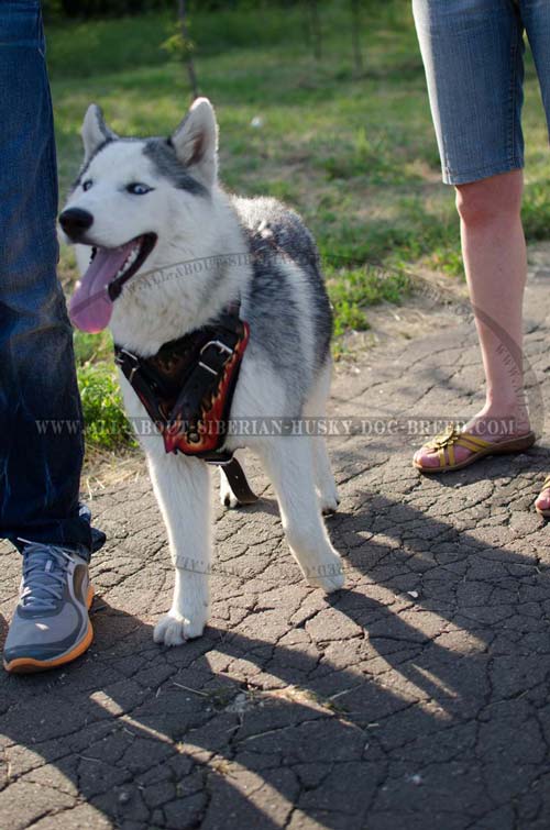 Exclusive design Siberian Husky harness