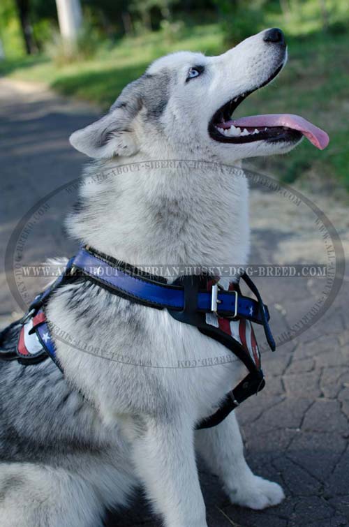 Easy adjustable perfect fit leather Siberian Husky harness