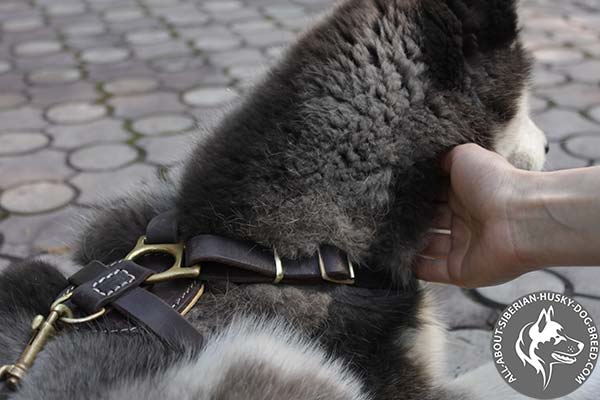 Lightweight Siberian Husky Harness with Sturdy Brass Fittings