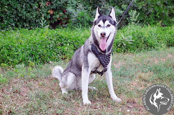 Luxurious Spiked Siberian Husky Harness of Genuine Leather