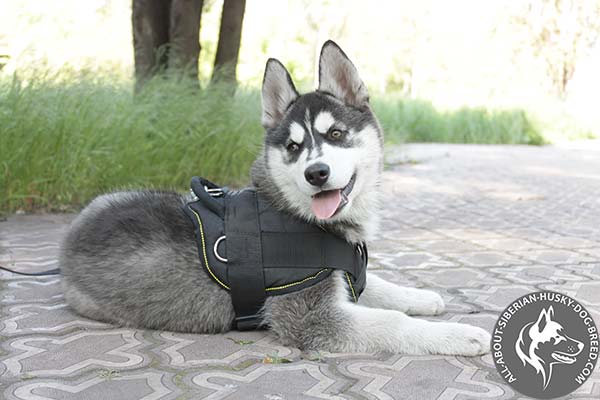 Nylon Siberian Husky Harness for Everyday Activities