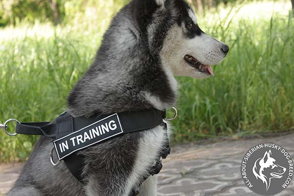 Comfortable Siberian Husky Harness with Removable ID Patches