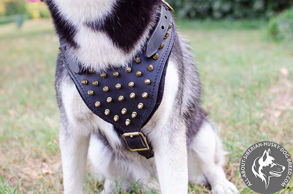 Padded Siberian Husky Harness Decorated with Shiny Brass Spikes