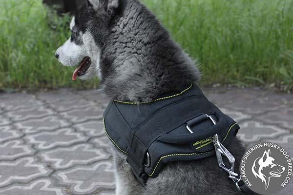 Pulling and Tracking Siberian Husky Harness with Nickel-plated D-ring