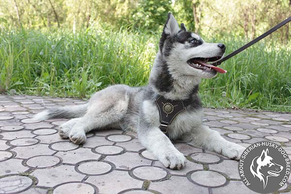 Adorned Leather Puppy Siberian Husky Harness of Matchless Style