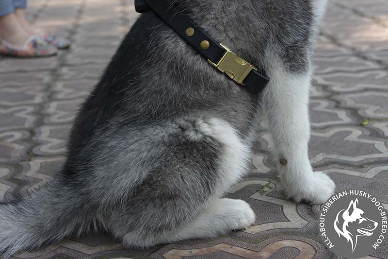 2 Ply Designer Dog Collar for Siberian Husky Breed [C79##1025 Flames  Leather Collar] : Siberian Husky harness,Siberian Husky muzzle,Siberian  Husky collar,dog leash,leads,tracking dog harnesses, Slip collars,fur saver  collars,leather collars,dog muzzles