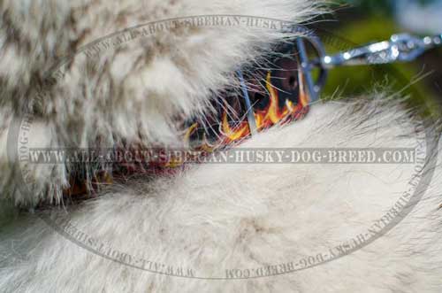 Exclusive leather  Siberian Husky collar