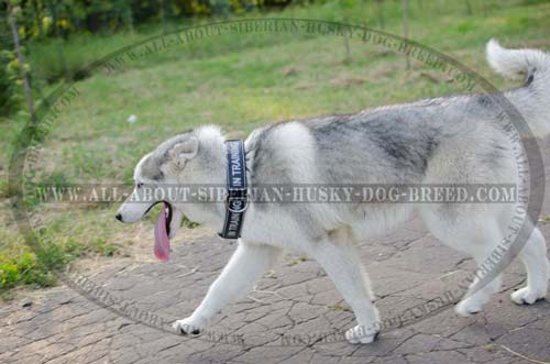 ID Dog Item with Patches for Siberian Husky