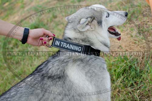 Comfortable Lightweight Dog Collar for Siberian Husky