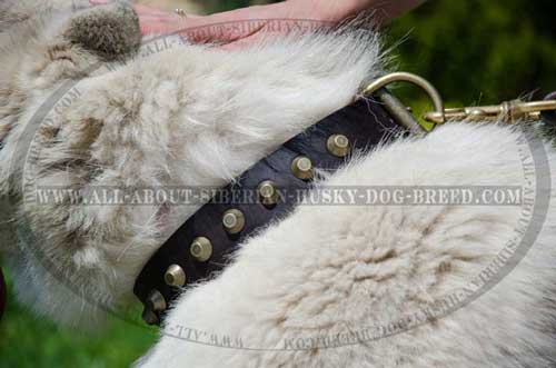 Extremely Beautiful Leather Siberian Husky Item