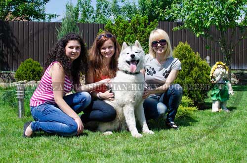 Leather Canine Accessory Made to Bring Siberian Husky Joy