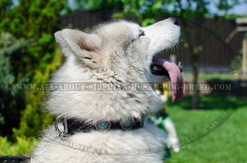 Stylish Leather Siberian Husky Collar with Conchos