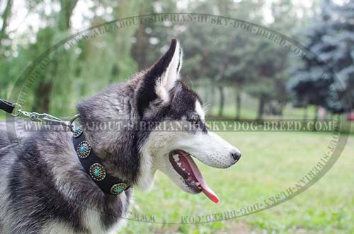 Quality Leather Siberian Husky Collar with Trendy Decor