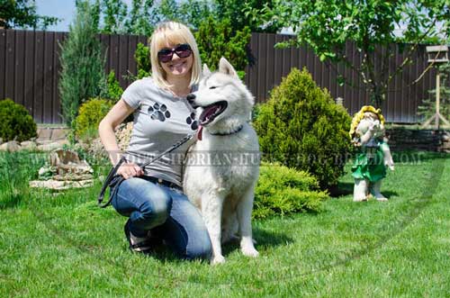 Perfect leather Siberian Husky collar at an available price