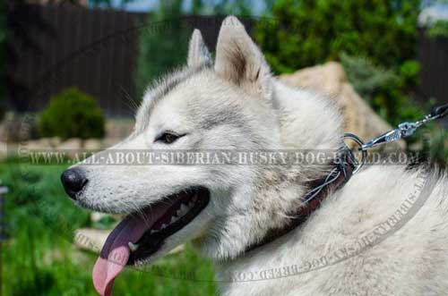 Waterproof painted Siberian Husky leather collar