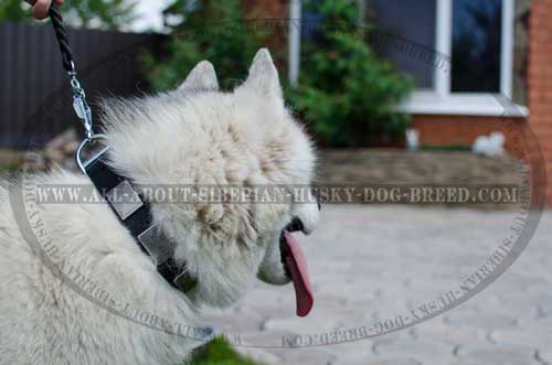 This Siberian Husky collar is made up to standard