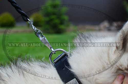 Everyday Siberian Husky leather collar