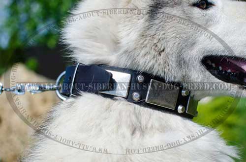 Exclusive leather Siberian Husky collar