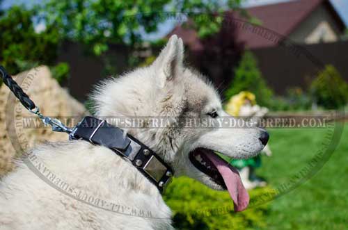 Deluxe leather Siberian Husky collar