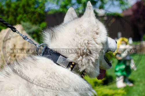 Amazing leather Siberian Husky collar