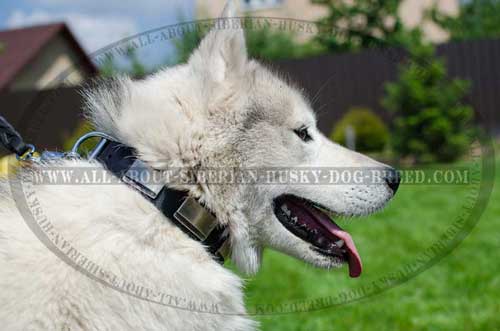 Premium quality leather Siberian Husky collar