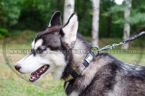 Leather Siberian Husky collar with strong fittings