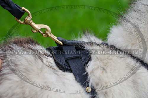 Durable leather Siberian Husky harness