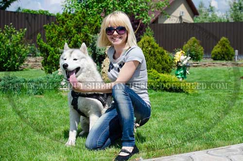 Practical harness for Siberian Husky