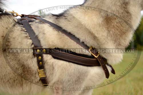 High quality harness for Siberian Husky