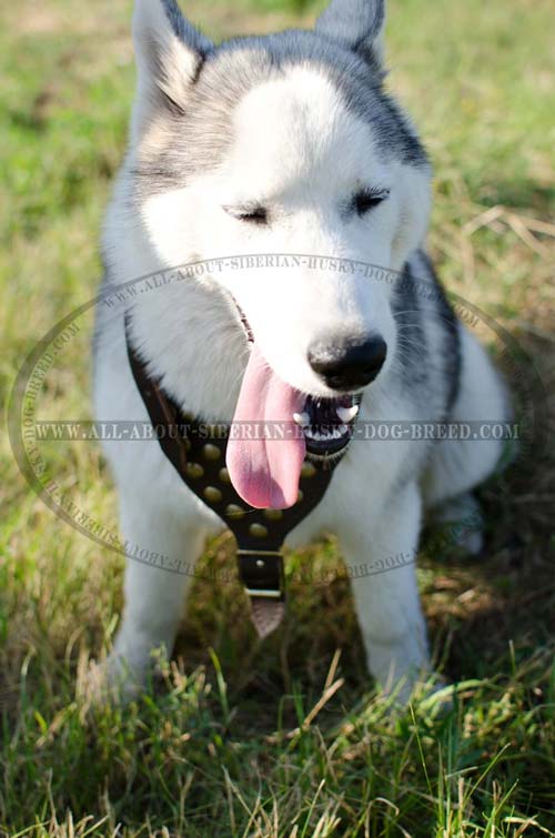 Exclusive style Siberian Husky harness