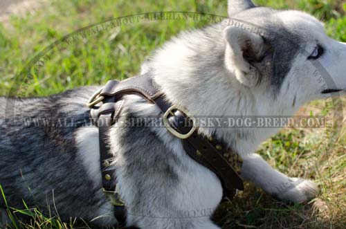 Comfortable leather harness for Siberian Husky