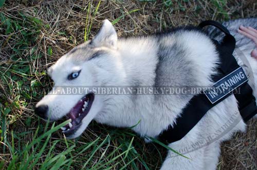 Exclusive nylon harness for Siberian Husky