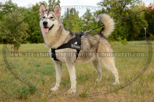 Comfortable nylon Siberian Husky harness