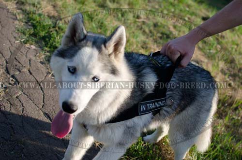 Completely safe harness for Siberian Husky