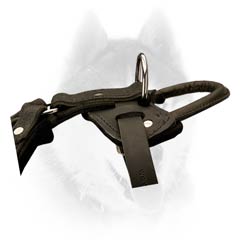 Walking Siberian Husky leather harness