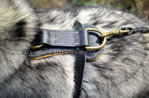 Comfortable leather harness for your Siberian Husky