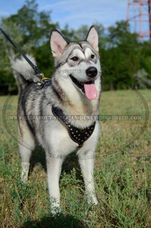 Exclusive style leather Siberian Husky harness