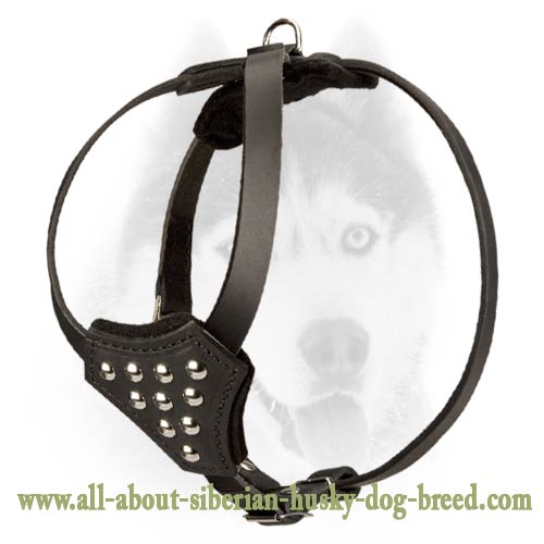 Leather Harness with studs to walk Siberian Husky puppy