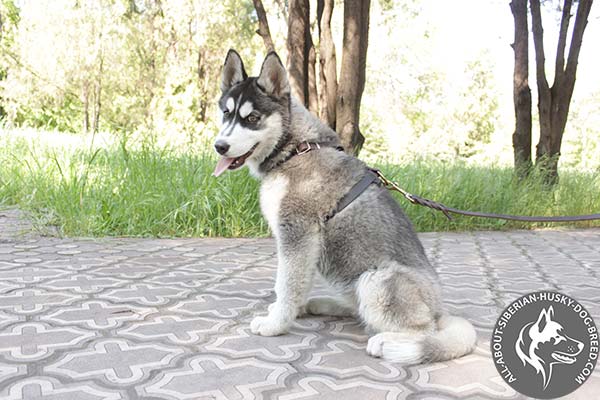 Time-proof Leather Dog Harness for Puppy  Basic Training