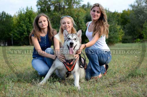 Handpainted Leather Dog Outfit for Siberian Husky