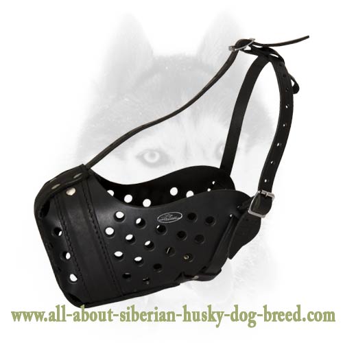 Strong attack/agitation leather muzzle for your Siberian Husky